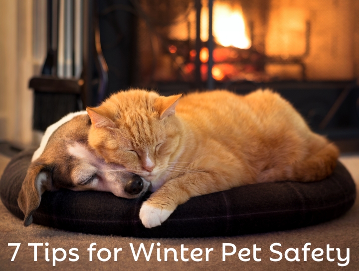 7 Tips for Winter Pet Safety